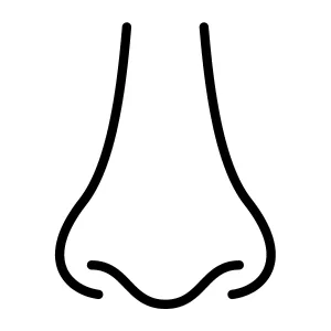 nose
